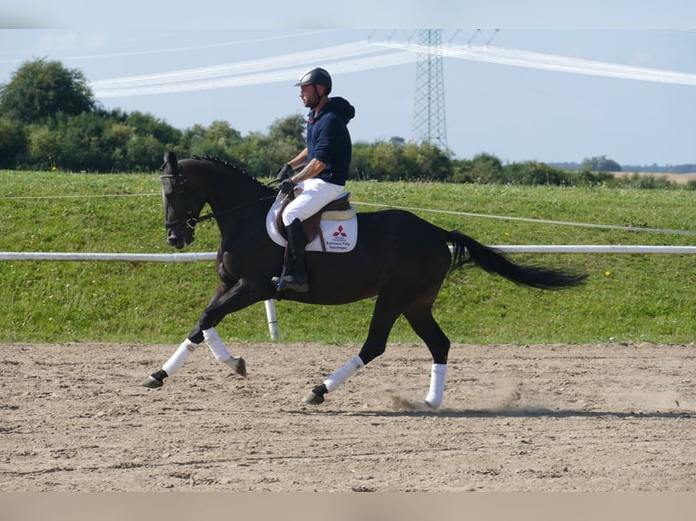 Más caballos centroeuropeos Caballo castrado 7 años 167 cm Castaño oscuro in Ganschow