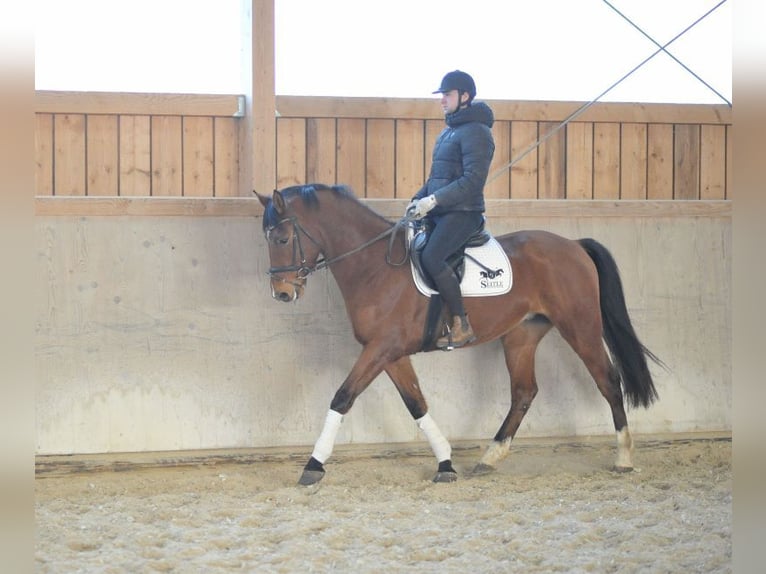 Más caballos centroeuropeos Caballo castrado 7 años 168 cm Castaño in Wellheim