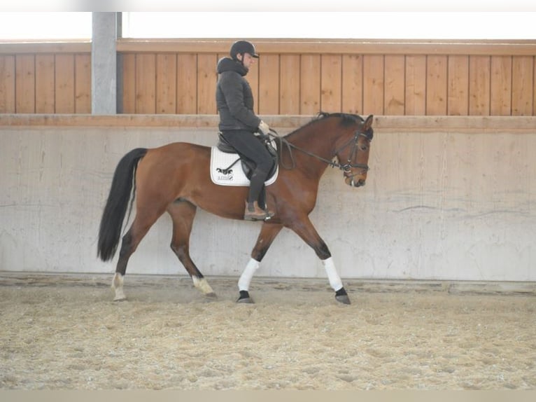 Más caballos centroeuropeos Caballo castrado 7 años 168 cm Castaño in Wellheim