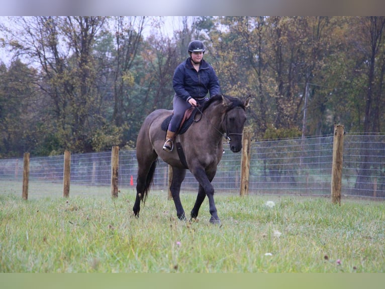 Más caballos centroeuropeos Caballo castrado 7 años 168 cm Grullo in Howell ,MI