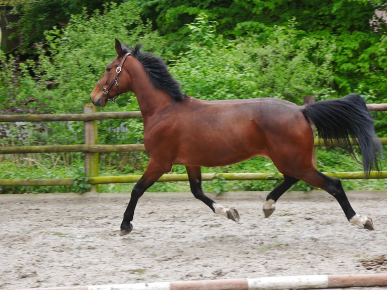 Más caballos centroeuropeos Caballo castrado 7 años 169 cm in Dorsten
