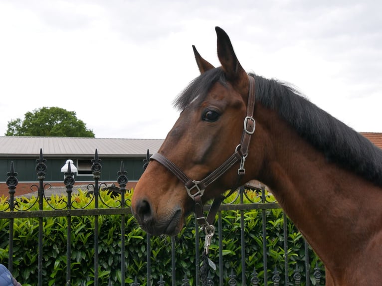 Más caballos centroeuropeos Caballo castrado 7 años 169 cm in Dorsten