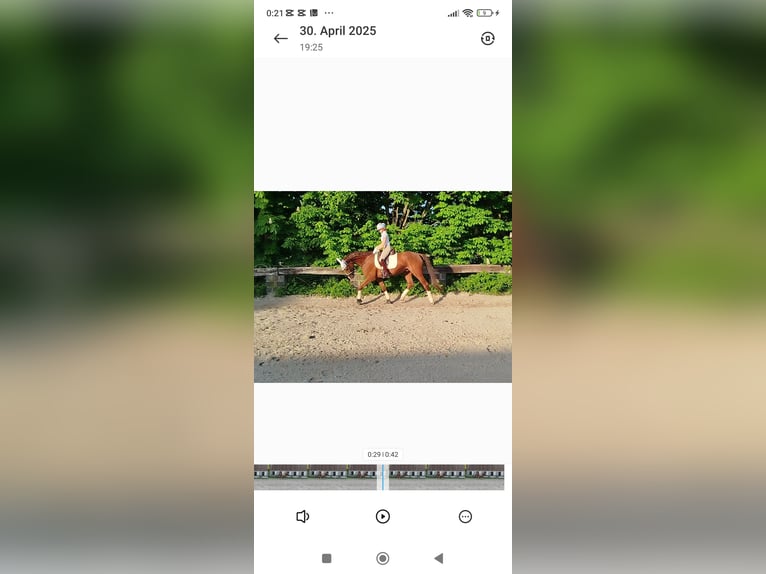 Más caballos centroeuropeos Caballo castrado 7 años 170 cm Alazán-tostado in Essen
