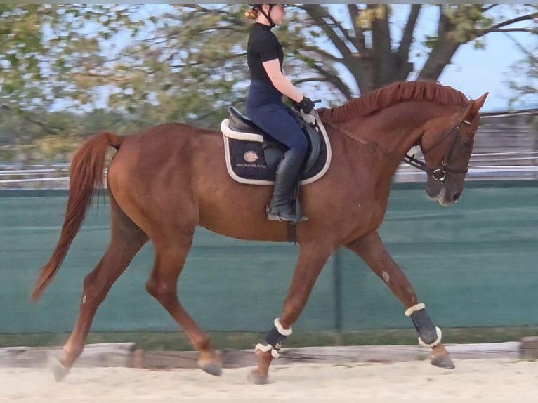 Más caballos centroeuropeos Caballo castrado 7 años 170 cm Alazán-tostado in Schattendorf
