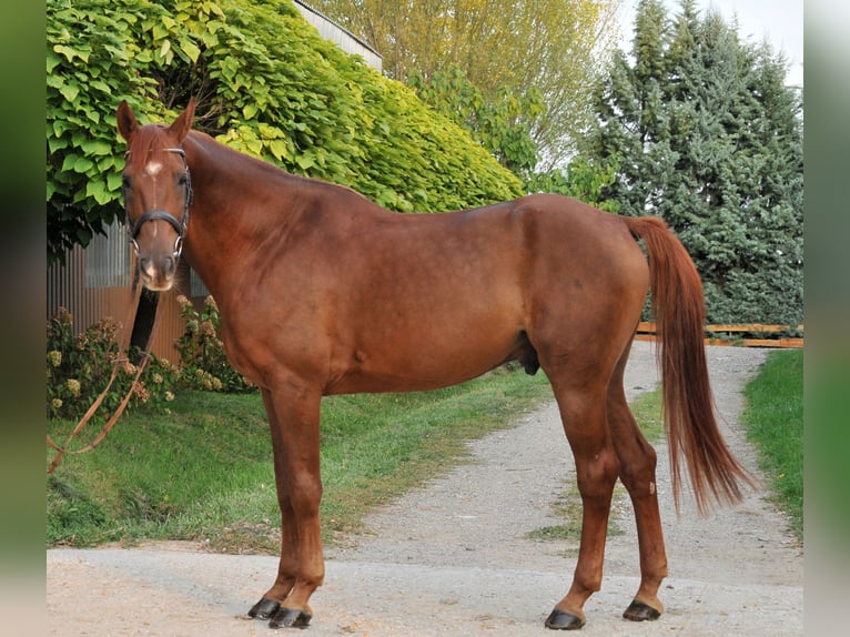 Más caballos centroeuropeos Caballo castrado 7 años 170 cm Alazán-tostado in Schattendorf