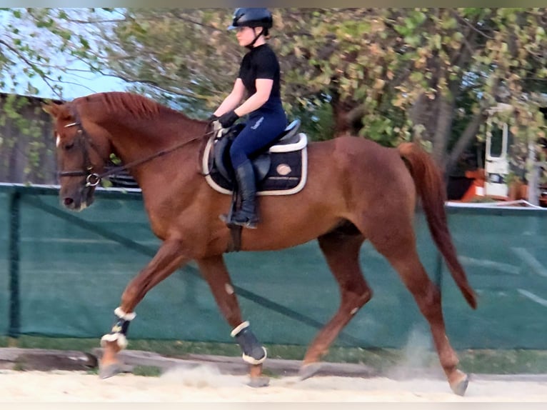 Más caballos centroeuropeos Caballo castrado 7 años 170 cm Alazán-tostado in Schattendorf