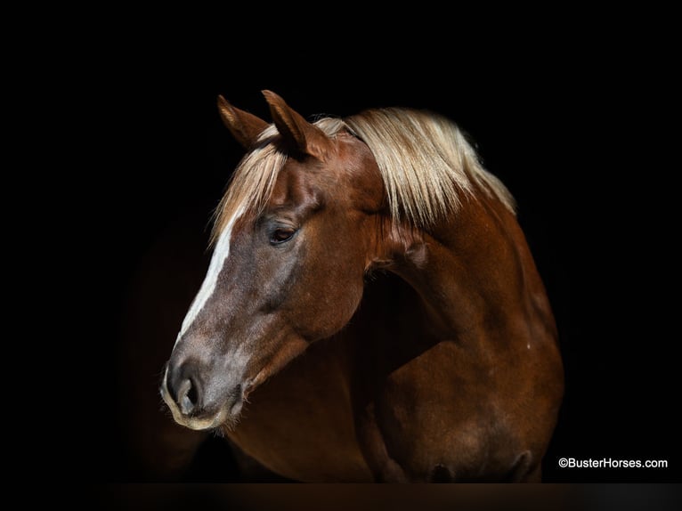 Más caballos centroeuropeos Caballo castrado 7 años 170 cm Alazán-tostado in Weatherford TX