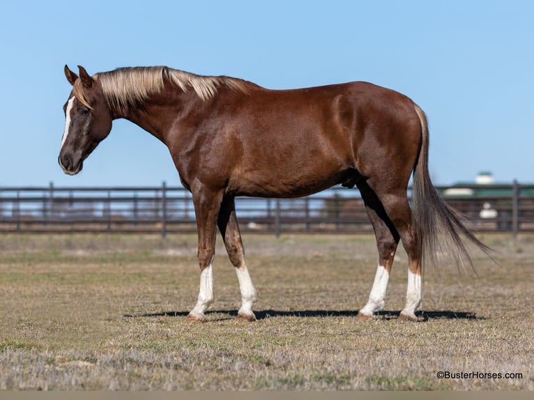 Más caballos centroeuropeos Caballo castrado 7 años 170 cm Alazán-tostado in Weatherford TX