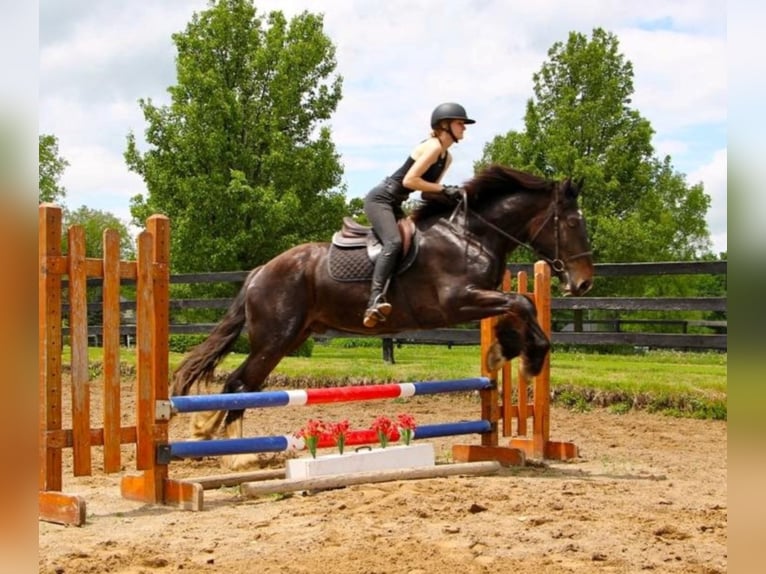 Más caballos centroeuropeos Caballo castrado 7 años 170 cm Negro in Highland MI