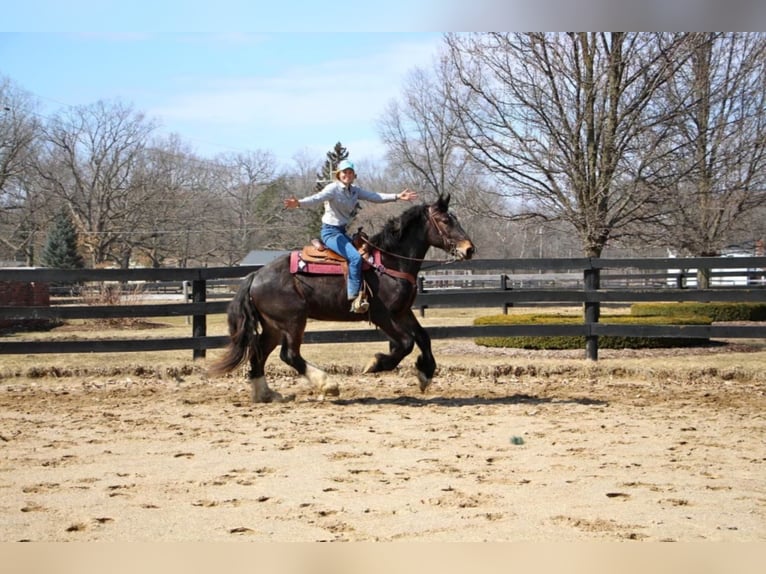 Más caballos centroeuropeos Caballo castrado 7 años 170 cm Negro in Highland MI