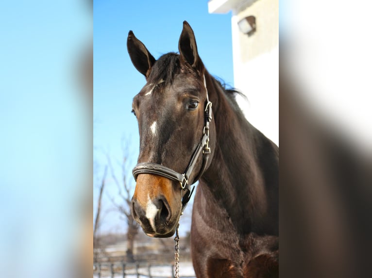 Más caballos centroeuropeos Caballo castrado 7 años 170 cm Negro in Highland MI