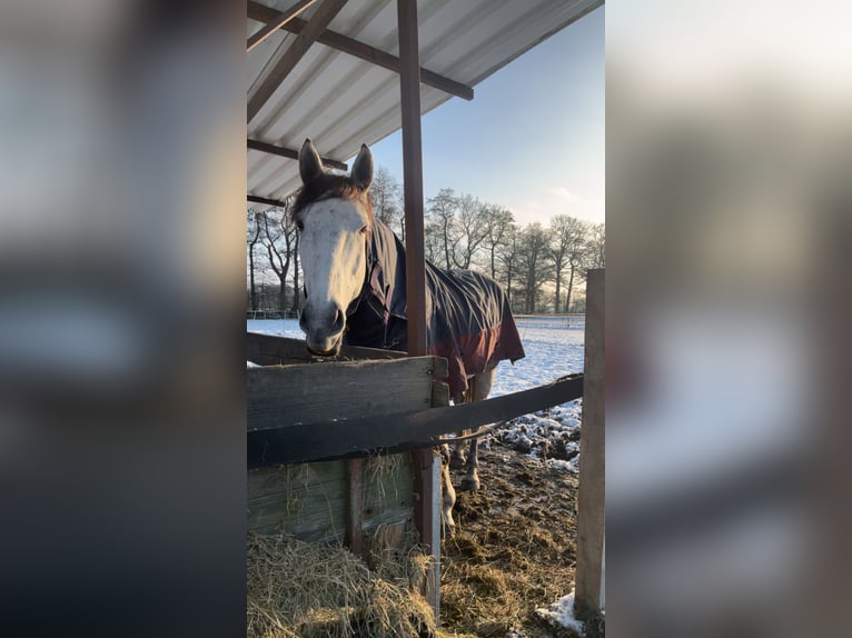 Más caballos centroeuropeos Caballo castrado 7 años 170 cm Tordo rodado in Sulingen