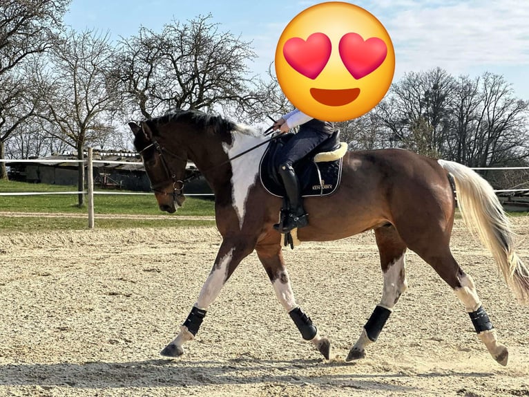 Más caballos centroeuropeos Caballo castrado 7 años 178 cm Pío in Ligist