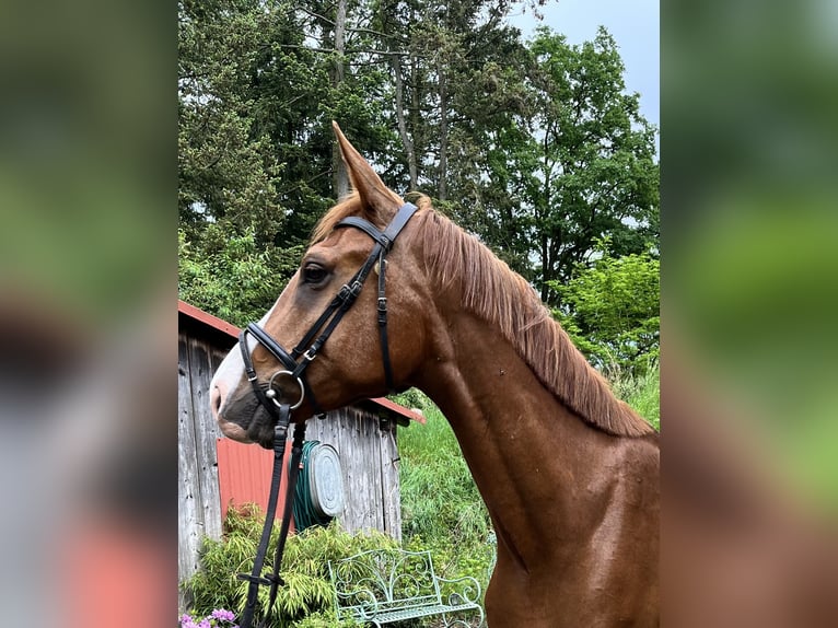 Más caballos centroeuropeos Caballo castrado 7 años Alazán in Karstädt