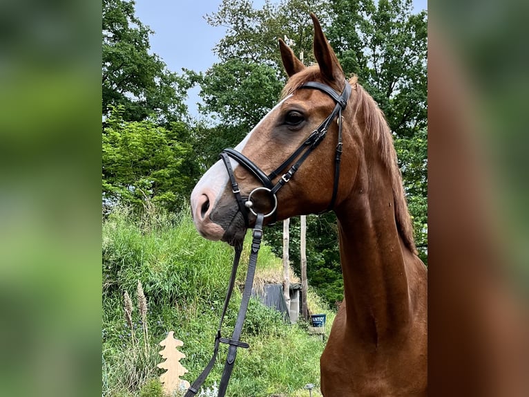 Más caballos centroeuropeos Caballo castrado 7 años Alazán in Karstädt