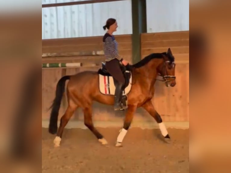 Más caballos centroeuropeos Mestizo Caballo castrado 7 años Castaño in Mettmann