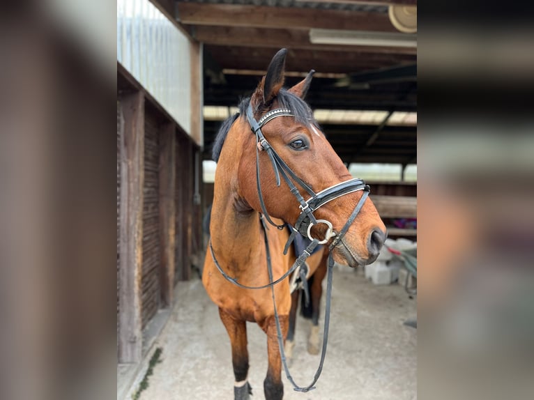 Más caballos centroeuropeos Mestizo Caballo castrado 7 años Castaño in Mettmann