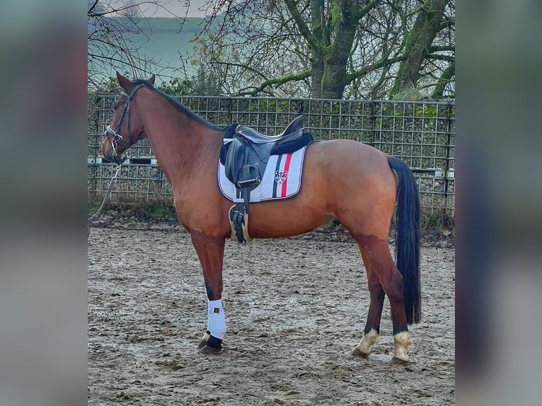 Más caballos centroeuropeos Mestizo Caballo castrado 7 años Castaño in Mettmann