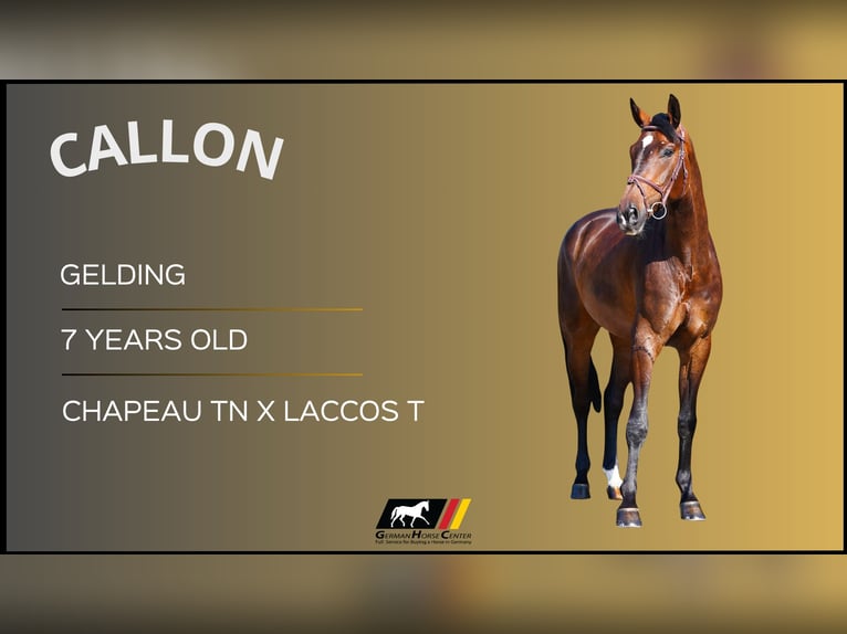 Más caballos centroeuropeos Caballo castrado 7 años Castaño in Z&#xFC;lpich