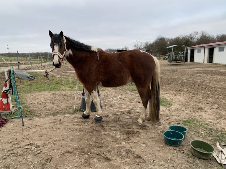 Más caballos centroeuropeos Mestizo Caballo castrado 8 años 146 cm Pío in Oderberg