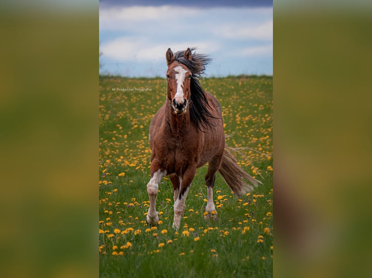 Más caballos centroeuropeos Mestizo Caballo castrado 8 años 146 cm Pío in Oderberg