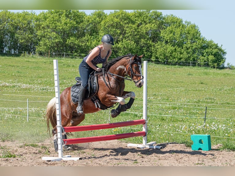 Más caballos centroeuropeos Mestizo Caballo castrado 8 años 146 cm Pío in Oderberg