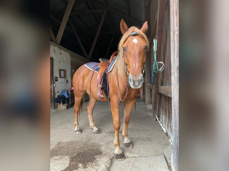 Más caballos centroeuropeos Caballo castrado 8 años 155 cm Alazán in Laab im Walde