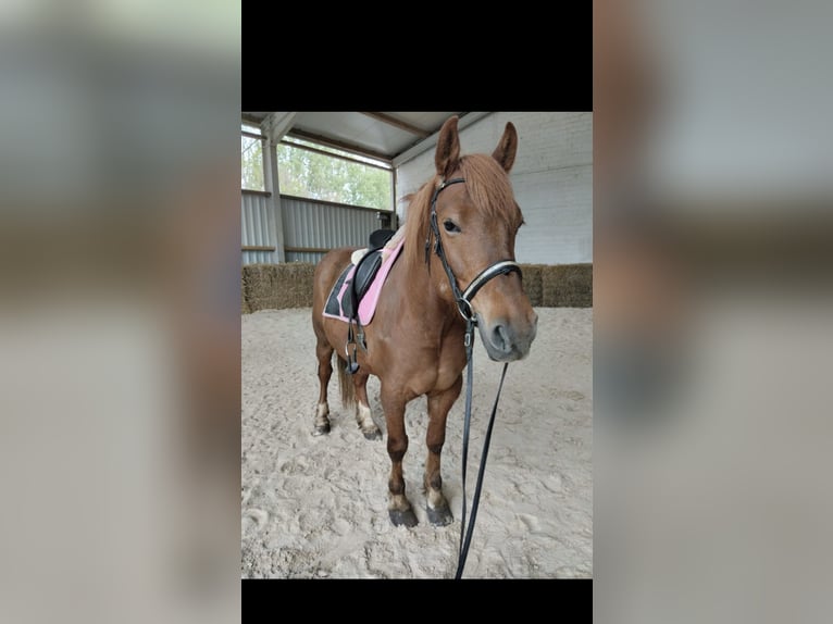 Más caballos centroeuropeos Caballo castrado 8 años 155 cm Alazán-tostado in Wittlich