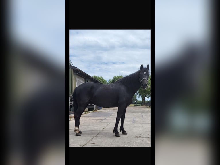 Más caballos centroeuropeos Caballo castrado 8 años 156 cm Negro in Wittlich