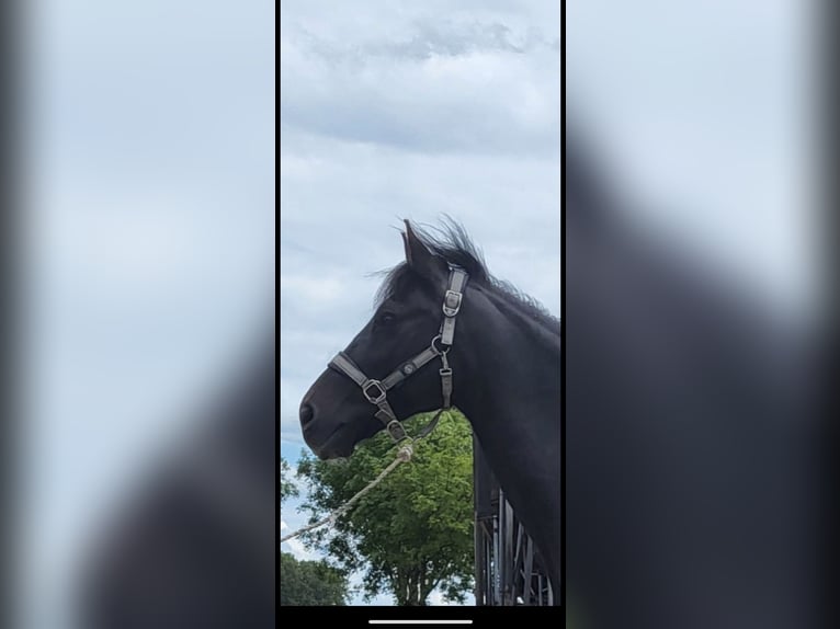 Más caballos centroeuropeos Caballo castrado 8 años 156 cm Negro in Wittlich