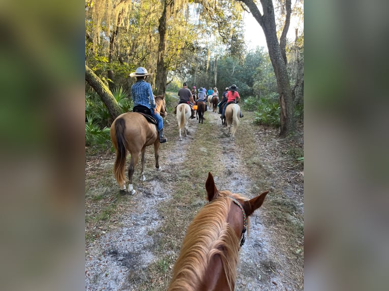 Más caballos centroeuropeos Caballo castrado 8 años 157 cm Champán in Brooksville FL