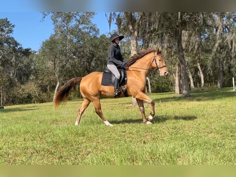 Más caballos centroeuropeos Caballo castrado 8 años 157 cm Champán in Brooksville FL