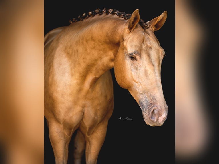 Más caballos centroeuropeos Caballo castrado 8 años 157 cm Champán in Brooksville FL