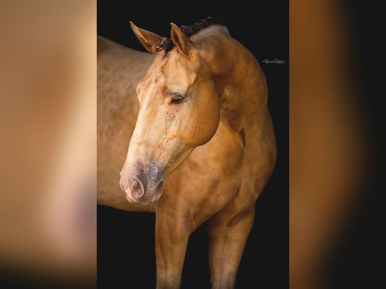 Más caballos centroeuropeos Caballo castrado 8 años 157 cm Champán in Brooksville FL