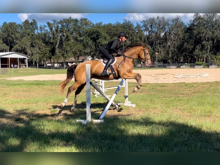 Más caballos centroeuropeos Caballo castrado 8 años 157 cm Champán in Brooksville FL