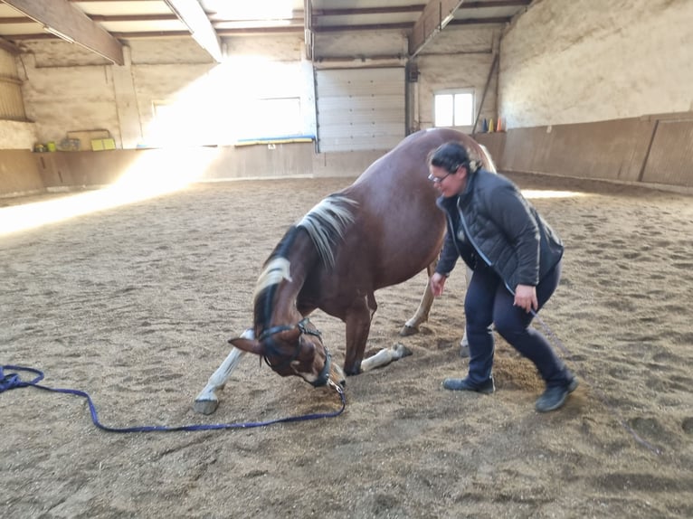 Más caballos centroeuropeos Caballo castrado 8 años 157 cm Pío in Putzing