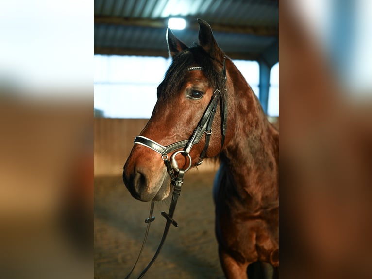 Más caballos centroeuropeos Mestizo Caballo castrado 8 años 158 cm Castaño in Leinburg