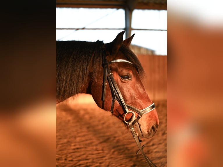 Más caballos centroeuropeos Mestizo Caballo castrado 8 años 158 cm Castaño in Leinburg