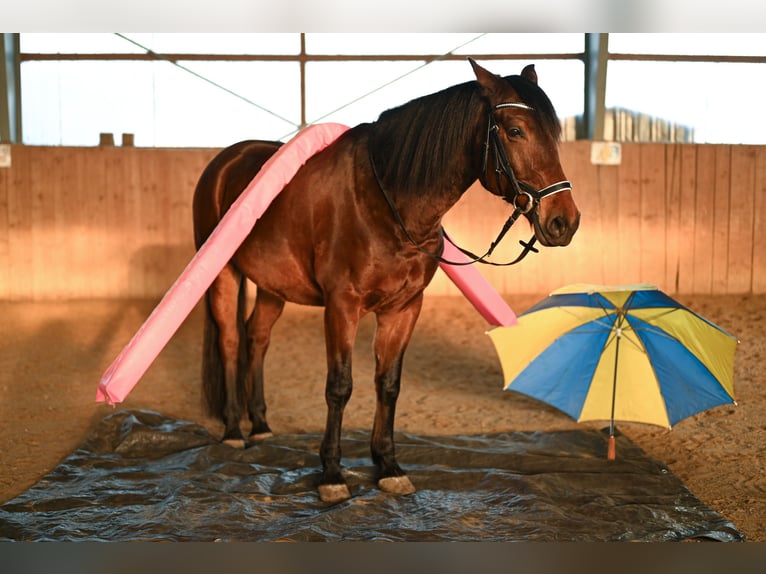 Más caballos centroeuropeos Mestizo Caballo castrado 8 años 158 cm Castaño in Leinburg