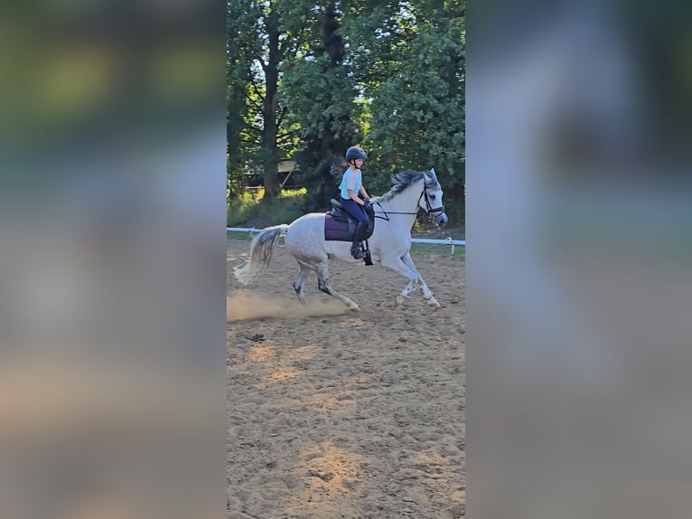 Más caballos centroeuropeos Caballo castrado 8 años 158 cm Tordo in Warendorf