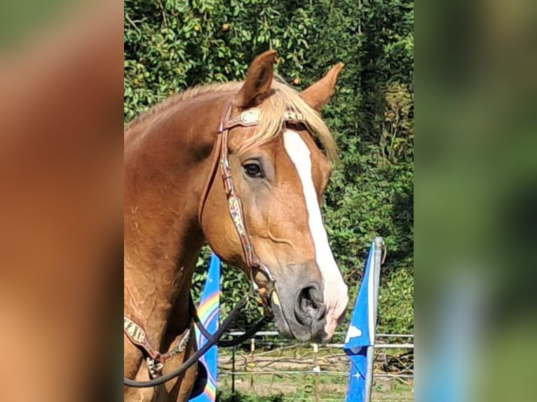 Más caballos centroeuropeos Caballo castrado 8 años 160 cm Alazán in Bayerbach