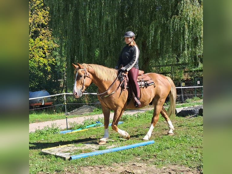 Más caballos centroeuropeos Caballo castrado 8 años 160 cm Alazán in Bayerbach