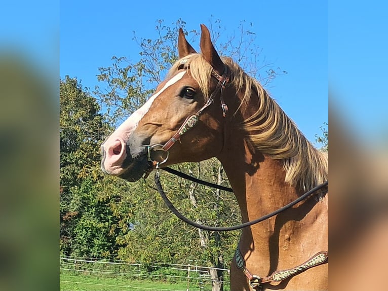 Más caballos centroeuropeos Caballo castrado 8 años 160 cm Alazán in Bayerbach