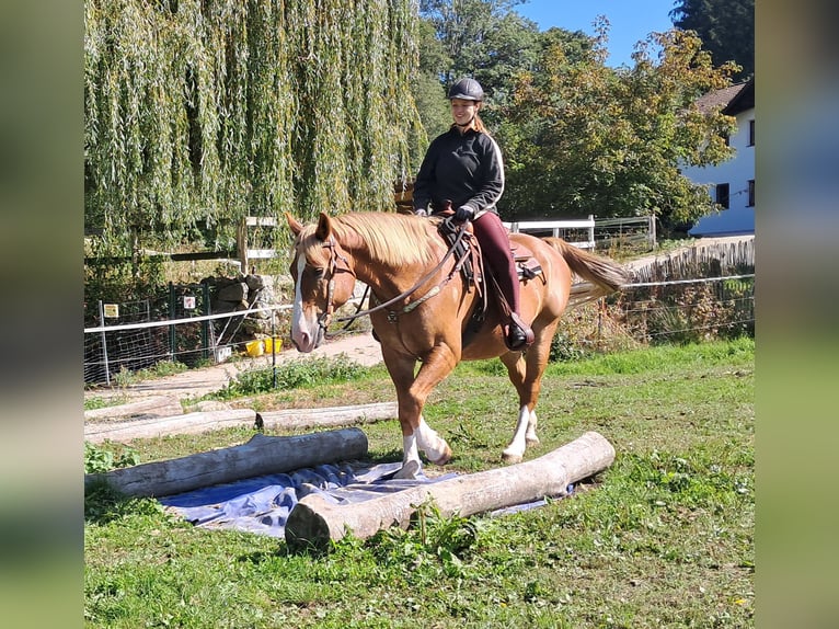 Más caballos centroeuropeos Caballo castrado 8 años 160 cm Alazán in Bayerbach