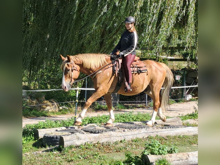 Más caballos centroeuropeos Caballo castrado 8 años 160 cm Alazán in Bayerbach