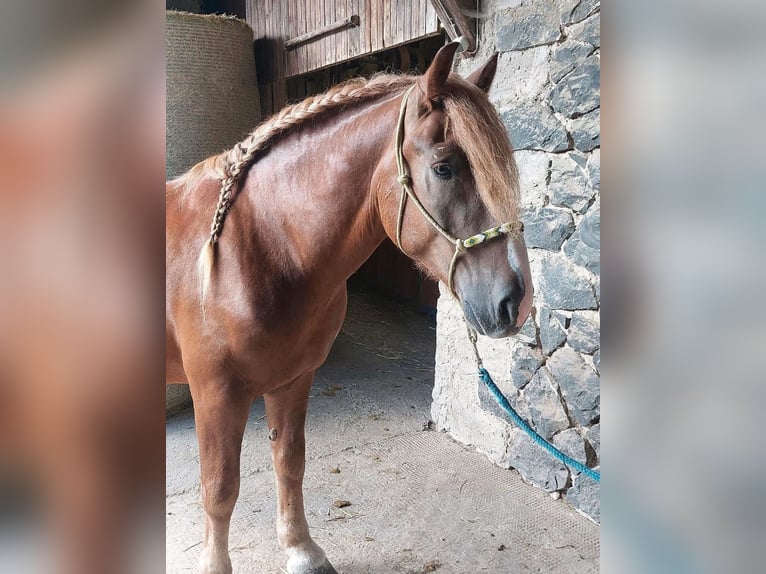 Más caballos centroeuropeos Caballo castrado 8 años 160 cm Alazán-tostado in Ulrichstein