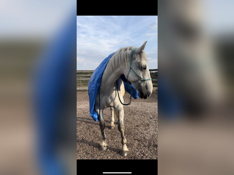 Más caballos centroeuropeos Mestizo Caballo castrado 8 años 160 cm Tordo in Hirschendorf