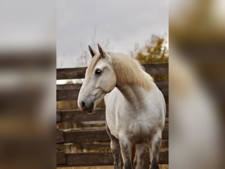 Más caballos centroeuropeos Mestizo Caballo castrado 8 años 160 cm Tordo in Hirschendorf