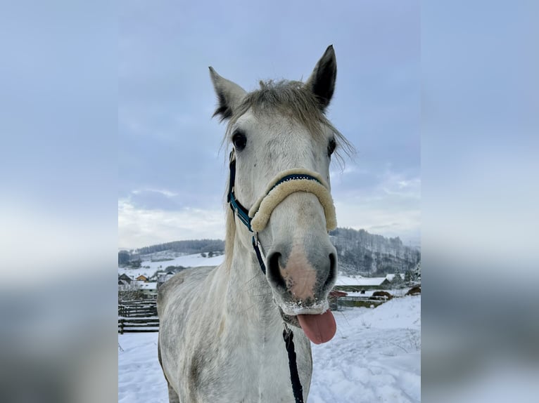 Más caballos centroeuropeos Mestizo Caballo castrado 8 años 160 cm Tordo in Hirschendorf