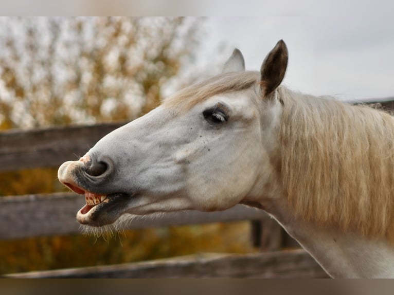 Más caballos centroeuropeos Mestizo Caballo castrado 8 años 160 cm Tordo in Hirschendorf